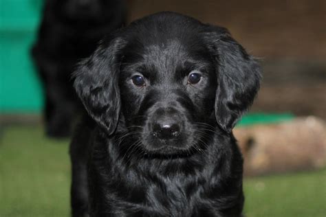Gordon setter kennel | питомник шотландских сеттеров. Black Setter puppy (Gordon Setter x Irish Setter ...