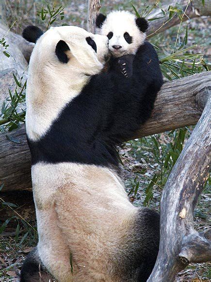 15 Drop Dead Cute Pandas Panda Bear Panda Cute Panda