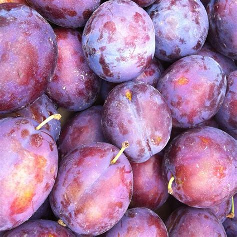 Sadnice drena, bobičasto voće kalemljeni dren je listopadno drvo koje cveta u februaru i martu, plodovi su duguljaste crvene bobice dozrevaju krajem avgusta, da bi tokom jeseni poprimili tamnocrvenu boju, imaju opor, kiselkast ukus i mogu se konzumirati tek pošto omekšaju i počnu da otpadaju. Voćne sadnice šljiva - President - Rasadnik vocnih sadnica ...