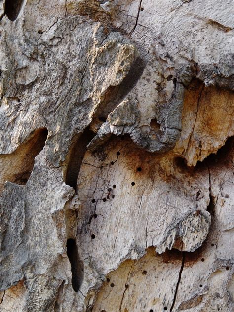 Free Images Tree Nature Branch Structure Wood Grain Texture