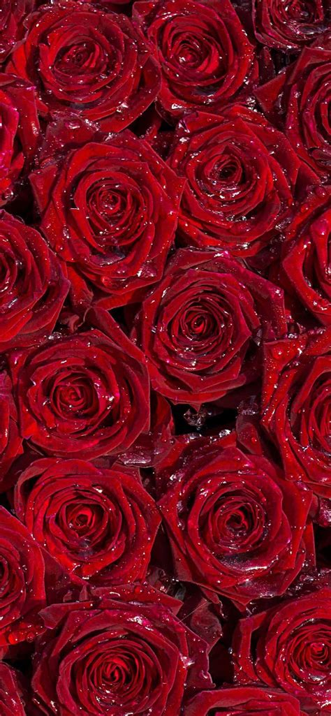 Red Roses Background Wallpaper Iphone Pro Ma Wallpaper Red Roses