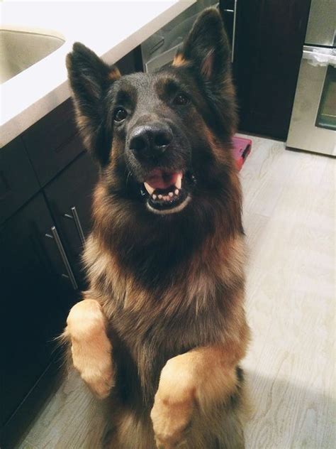 20 Cute Pictures Of German Shepherds Begging For Food