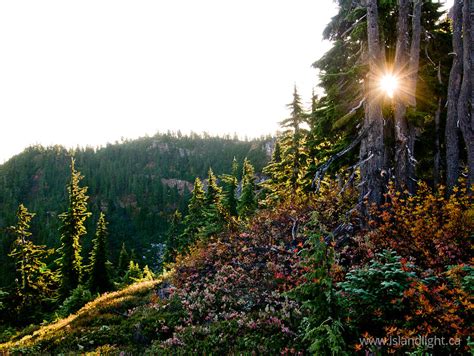 Mount Washington Trees And Sun Landscape Stockphoto From Mount