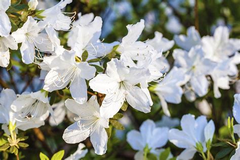 10 Beautiful White Flowering Shrubs Garden Lovers Club White
