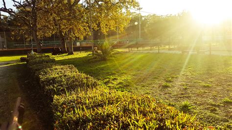 图片素材 树 厂 领域 草坪 草地 阳光 早上 叶 花 绿色 秋季 农业 季节 灌木 林地 农村 大气现象