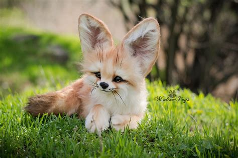 Fennec Fox Baby Pet