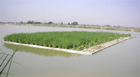 Floating Wetlands For Low Cost Wastewater Treatment Research