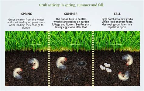 How To Kill Active Grubs In Your Lawn Turf Badger Blog Turf Badger