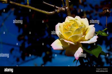 Yellow Peace Rose Stock Photo Alamy