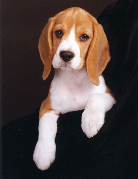 Housetraining Help For Beagle - pennlive.com