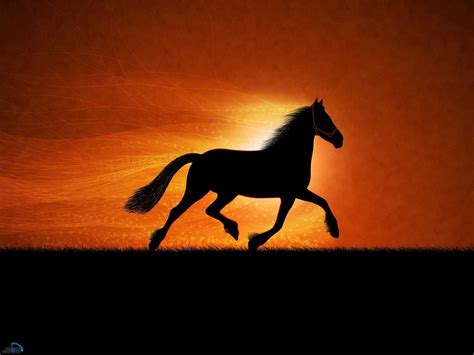 Horse Wallpaper - 4k Wallpapers Tinydecozone