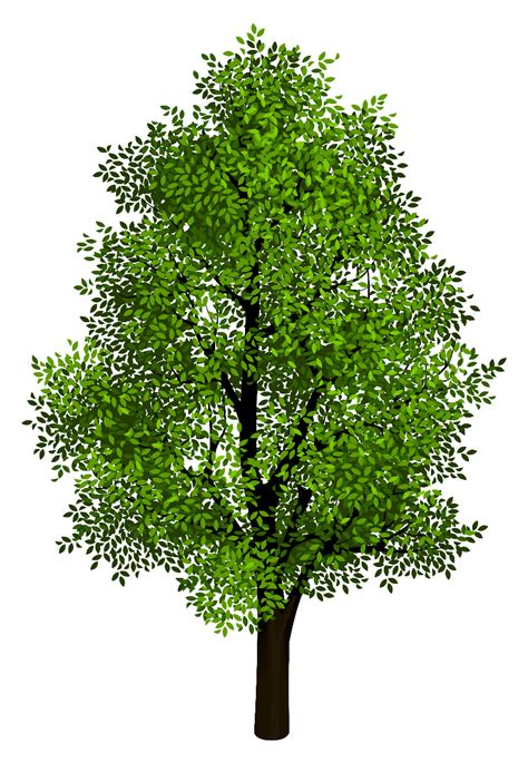 Download High Quality Tree Transparent Realistic Transparent Png Images