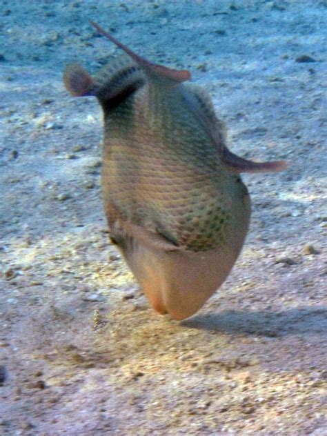 Maldives Underwater Giant Triggerfish Latin Balistoides Flickr