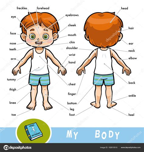 Human Body Parts Pictures For Kids