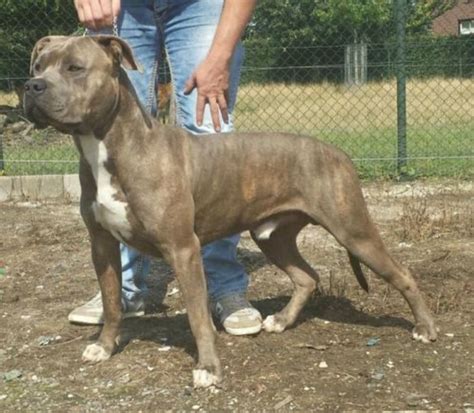 The american bully is also sometimes called the bullypit or american bully pit. American bully xxl ontwikkeling - pagina 2 | HondenForum