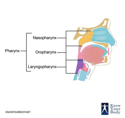 Pharynx Function Location Anatomy Muscles And Faqs