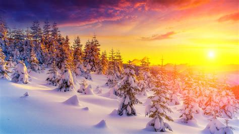 Sunset In Winter Landscape Snow Tree Trees Snowdrops Picture Wallpaper