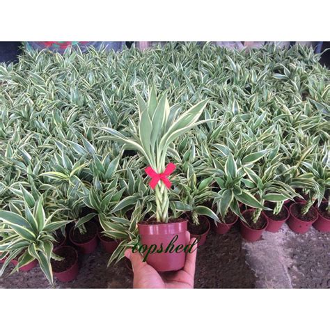 Fortune Braided Dracena Fortune Plant Braided For Souvenir Shopee