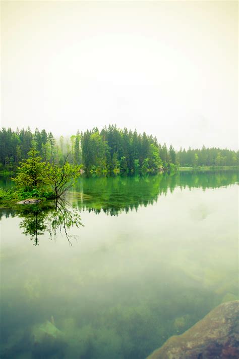 Free Photo Green Trees Near Body Of Water During Daytime Fog Forest