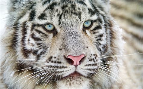 Download Wallpapers White Tiger Blue Eyes Bengal Tiger Predator