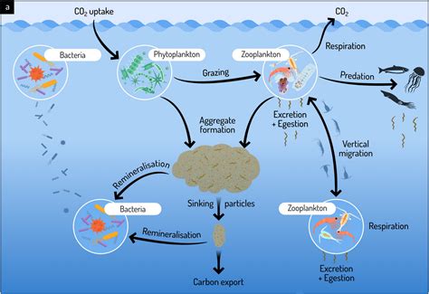 Zooplankton And Phytoplankton