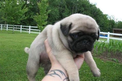 We are pug puppy breeders and have pug puppies for sale in our massachusetts home. Pug Puppies For Sale | Dallas, TX #85481 | Petzlover
