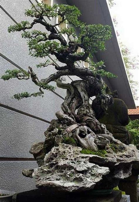 This will catch the water draining it is particularly important to feed flowering bonsai. Pretty Bonsai Trees Ideas For Indoor Garden 49 | Bonsai ...