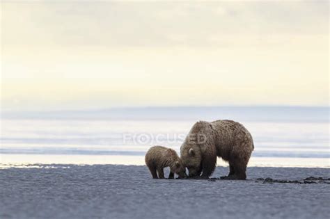 Brown Bear And Bear Cub Foraging Mussels At Lake Clark National Park