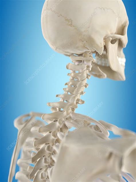 Human Cervical Spine Artwork Stock Image F0094514 Science Photo