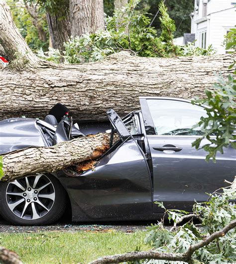 Storm Damagefallen Tree Removal Ali Wales Tree Solutions