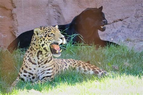 Another popular hypothesis is that dogs seek out and eat grass if they are missing something in their regular diet. What Rainforest Animal Eats Grass | RAINFOREST ANIMAL