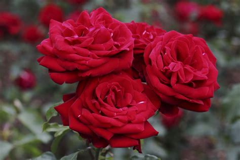 Red Floribunda Roses Pictures