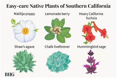 15 Top Native Plants Of Southern California