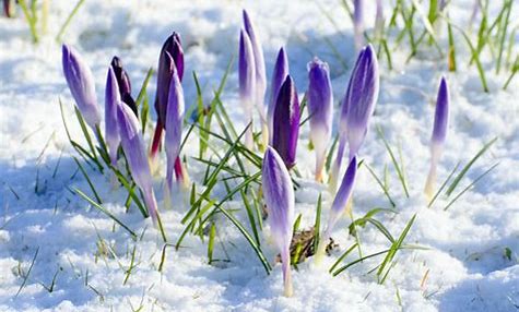Image result for photos of spring