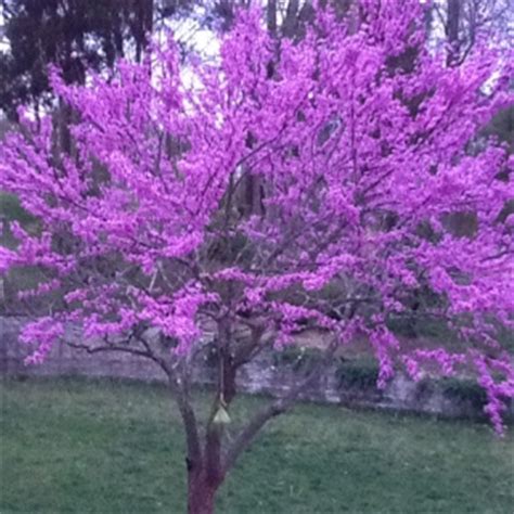 We did not find results for: Spring in St. Louis - with the Oklahoma State Tree....and ...