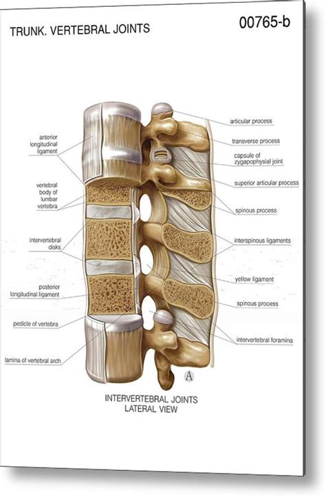 Intervertebral Joints Metal Print By Asklepios Medical Atlas