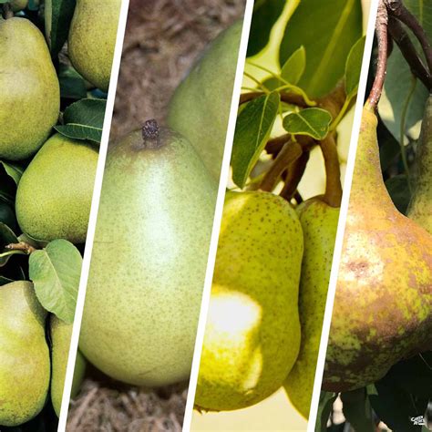 Pear Multi Graft Combo 1 — Green Acres Nursery And Supply