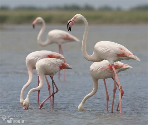 Greater Flamingo Photos Greater Flamingo Images Nature Wildlife
