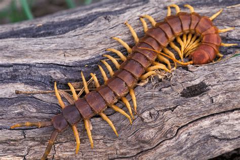 10 Fascinating Facts About Centipedes