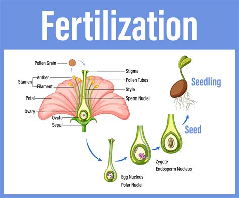 What Are The Significance Of Double Fertilization In Flowering Plants