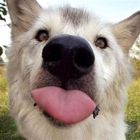 25 Hilarious Animals That Have Gone Full Derp