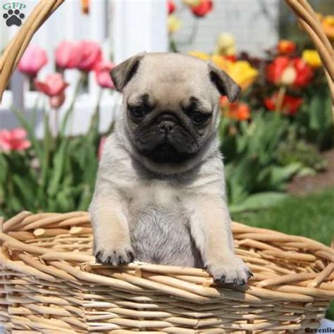 Miniature Pug Puppies For Sale Greenfield Puppies