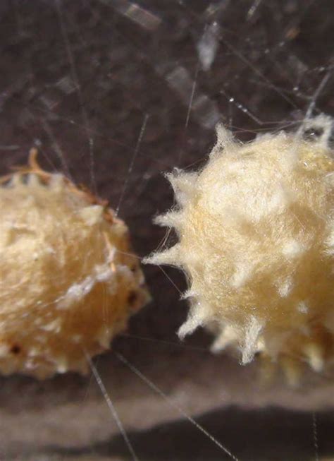 Brown Recluse Spider Eggs