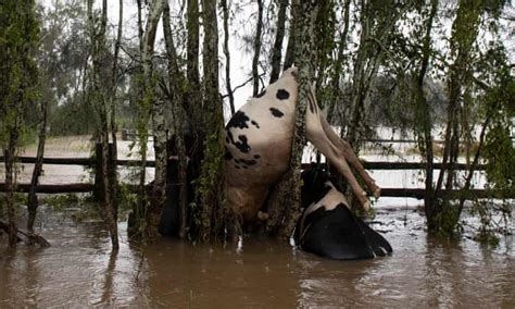 A Flood Hit Farmers Lament For His Lost Cows Its The Helplessness