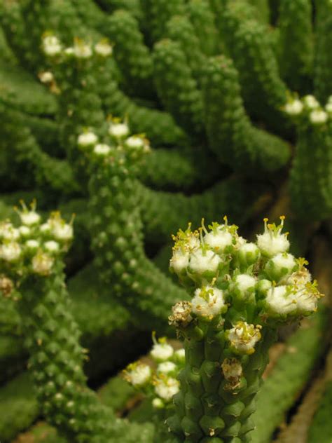 Euphorbia esculenta (The True 
