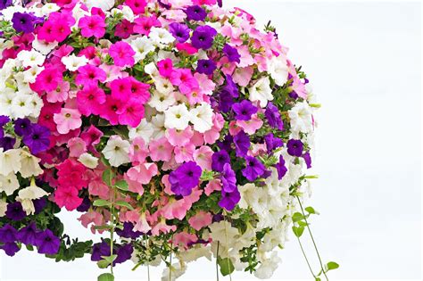 Petunia Hanging Basket Care How To Grow Enviable Displays