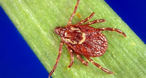Yet Another Reason To Hate Ticks Science News