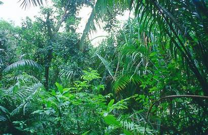 Tropical Rainforest Rainforests Plants Forest Rain Earth