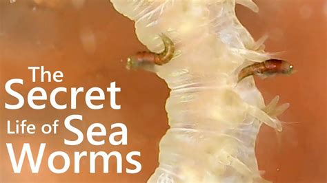 The Secret Life Of Sea Worms Youtube