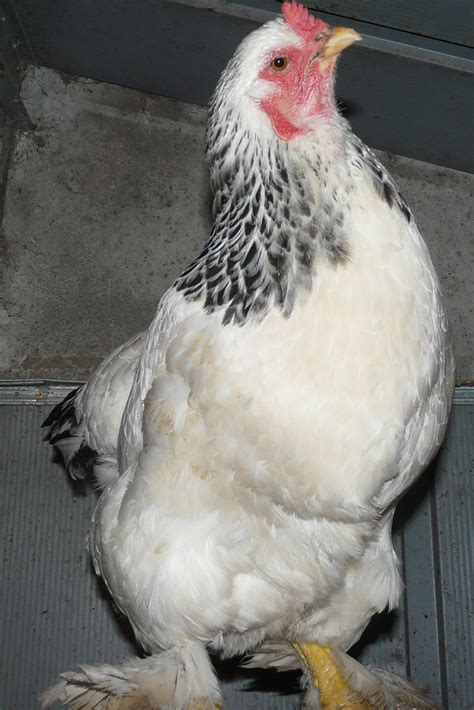 Free Images Bird Wing Farm Beak Chicken Fowl Fauna Hen